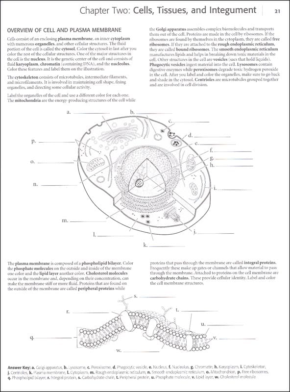 Download Save on the Kaplan Anatomy Coloring Book for Biology ...